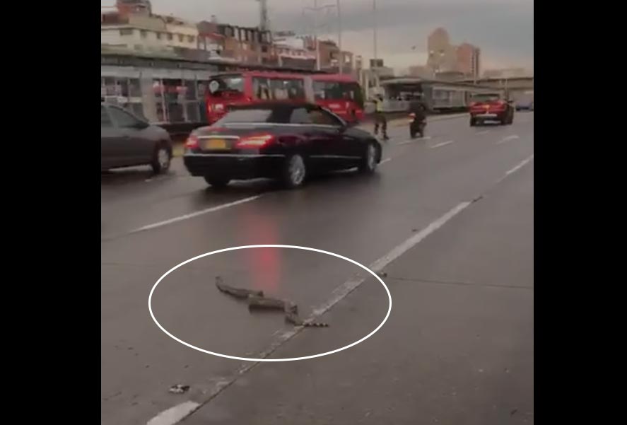 VIDEO: La gigantesca serpiente que paralizó el tráfico en Bogotá
