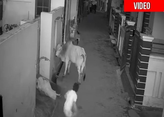 El niño valiente que se le enfrentó a un toro para salvar a su abuelita