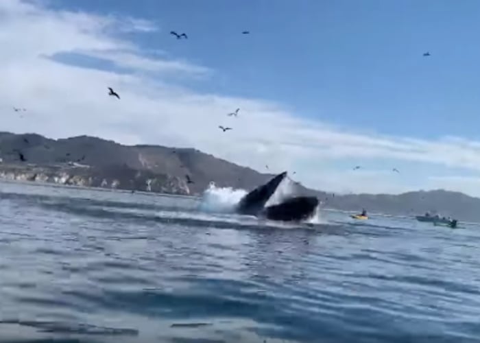 ¡Que susto!: ballena jorobada casi se traga a 2 mujeres en kayak. VIDEO