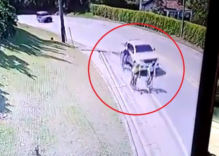Video | Afán fue la excusa del conductor que arrolló 3 ciclistas en Antioquia