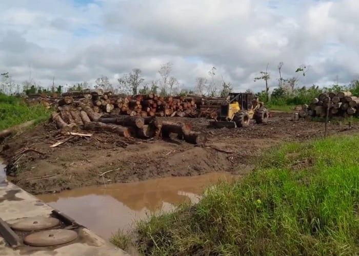 El acuerdo para frenar la deforestación en Colombia
