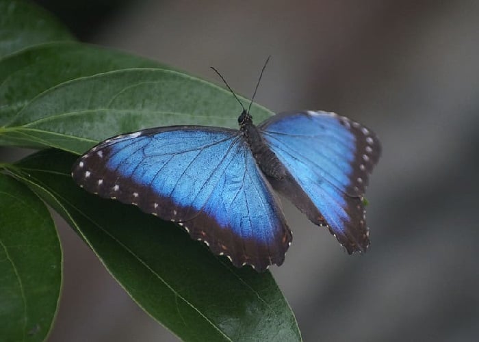 ¿Está preparada Colombia para el efecto mariposa?