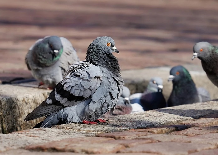 Conversaciones de palomas