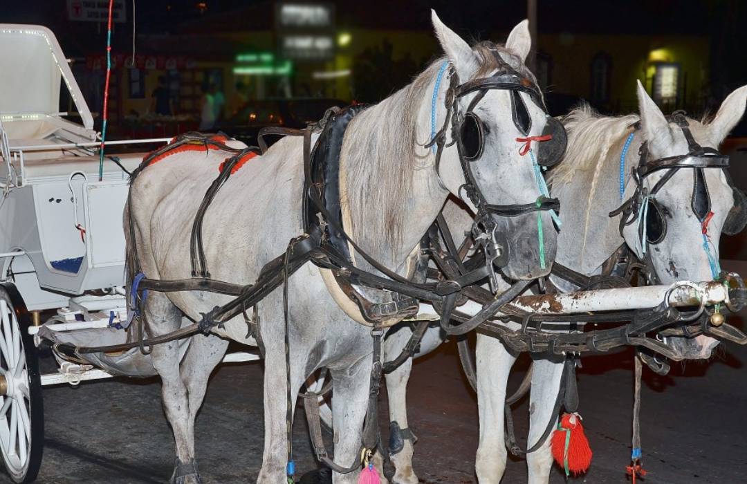 Los animalistas de Cartagena se declaran en pie de guerra