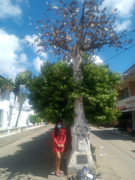 Árbol de Jenené, sembrado en el Parque de Tierralta, en homenaje a Kimy Pernía Domicó, sgnifica: organización, cultura, territorio y autonomía, al lado Katerine, hija de Martha Doicó y nieta de Kimy Pernía Domicó.