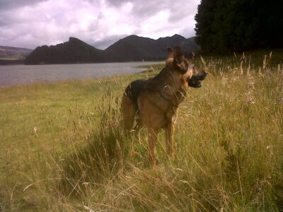  - Historia de un perro y su nombre, Boban
