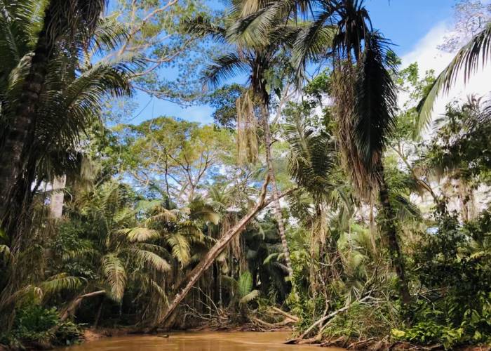 Retos para los bosques amazónicos en el 2021