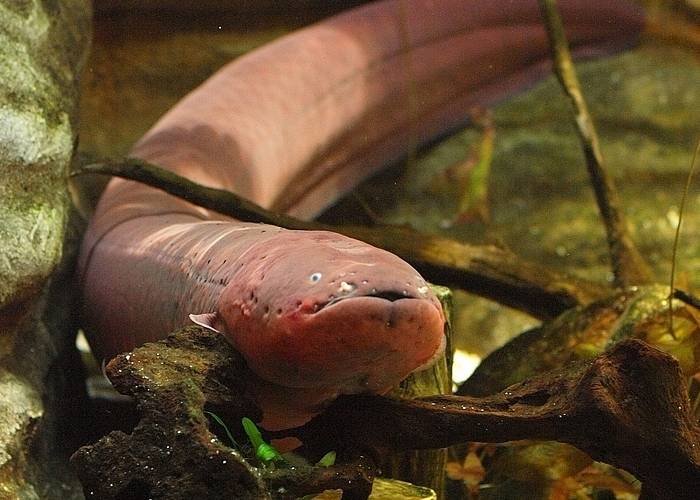 Anguilas eléctricas del Caguán, ¿cazan en manada?