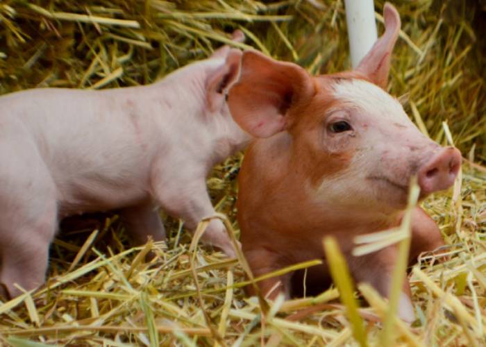 No compares a los cerdos con políticos