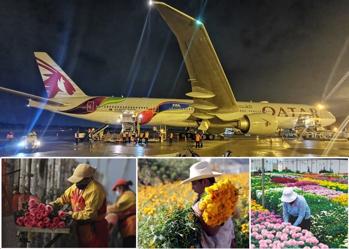 El imponente avión de Qatar Airways transformado para mover flores colombianas