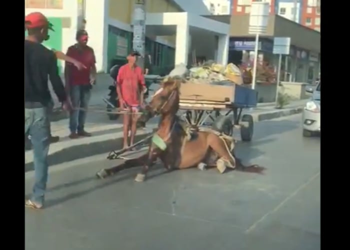 VIDEO: Colombia, el país donde todavía se tortura a los caballos
