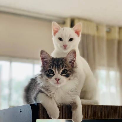  - Compartir la vida con animales no humanos