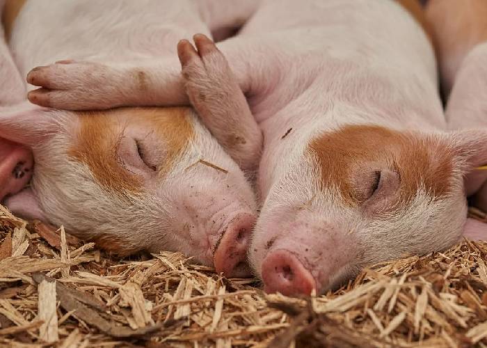 María Alejandra y los cuatro cerdos