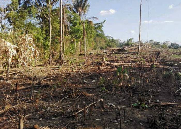 Las Farc están acabando con los parques naturales en el Meta