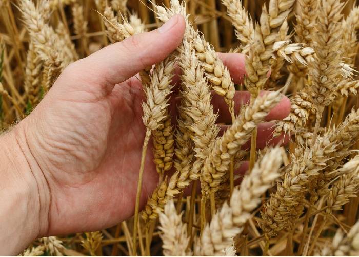 Separar el trigo de la cizaña