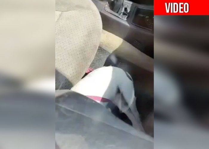 Dejaron morir asfixiado a su perro en el carro mientras se iban de compras
