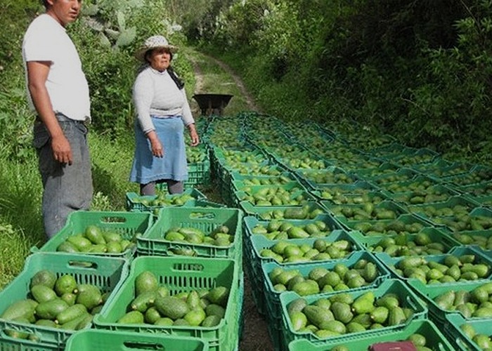 Aguacateros peruanos ponen el ojo en Colombia
