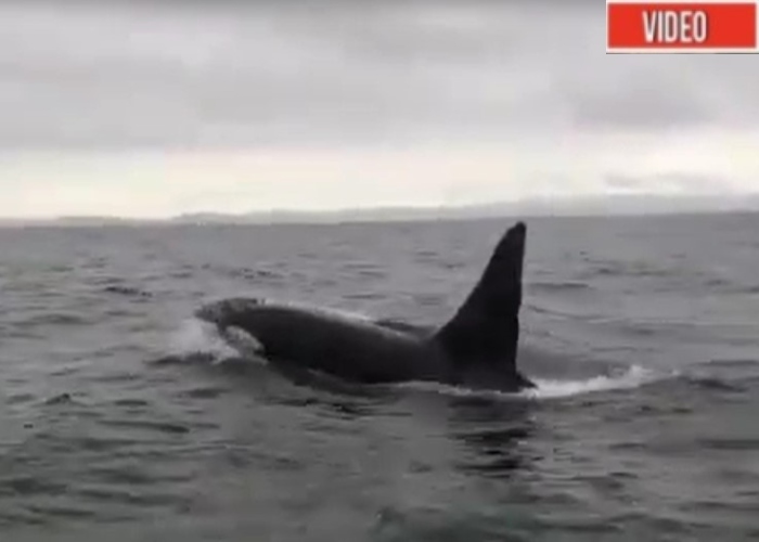Espectacular: avistamiento de ballenas orcas en el Golfo de Tribugá. VIDEO