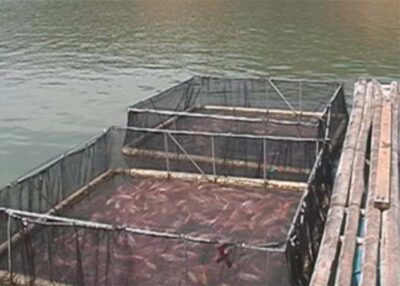  - La trucha y la tilapia al por mayor: alcanza hasta para exportar