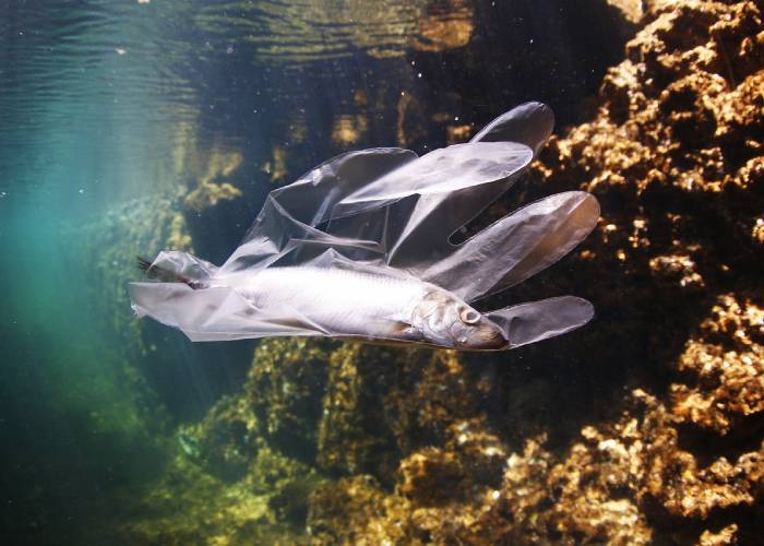 El destructivo destino final