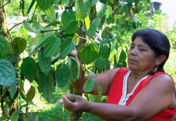Campesinos del Putumayo reemplazan la hoja de coca por pimientas exóticas