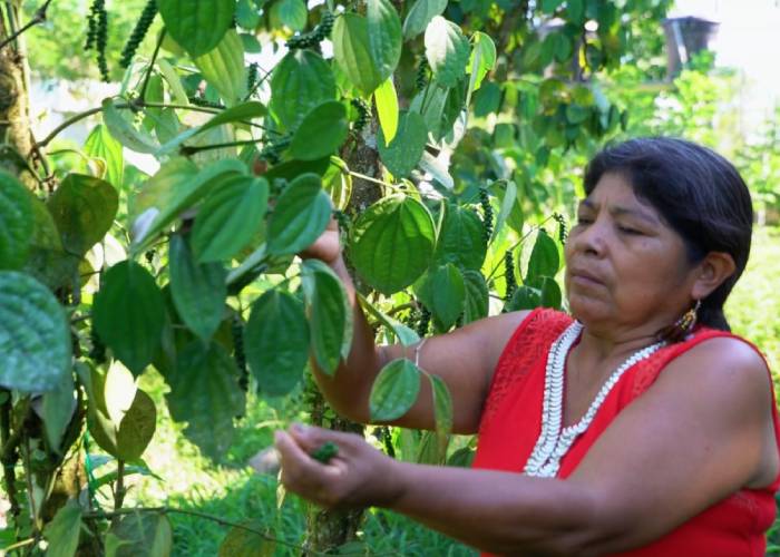 Campesinos del Putumayo reemplazan la hoja de coca por pimientas exóticas