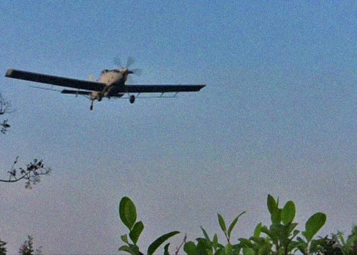 Gobierno espera iniciar aspersión aérea con glifosato en abril