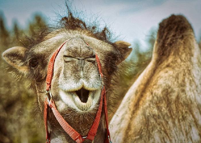 El camello