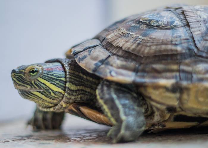 De hicoteas, gastronomía sinuana y Semana Santa