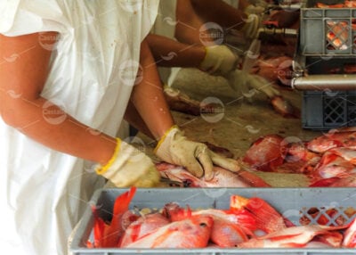  - La trucha y la tilapia al por mayor: alcanza hasta para exportar