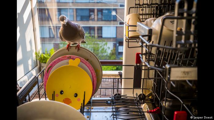 Premios World Press Photo: 2020, un año duro en imágenes - -- Las2orillas 7-palomas