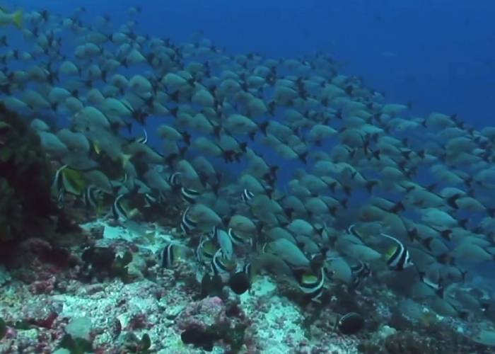 Colombia, potencia bioceánica