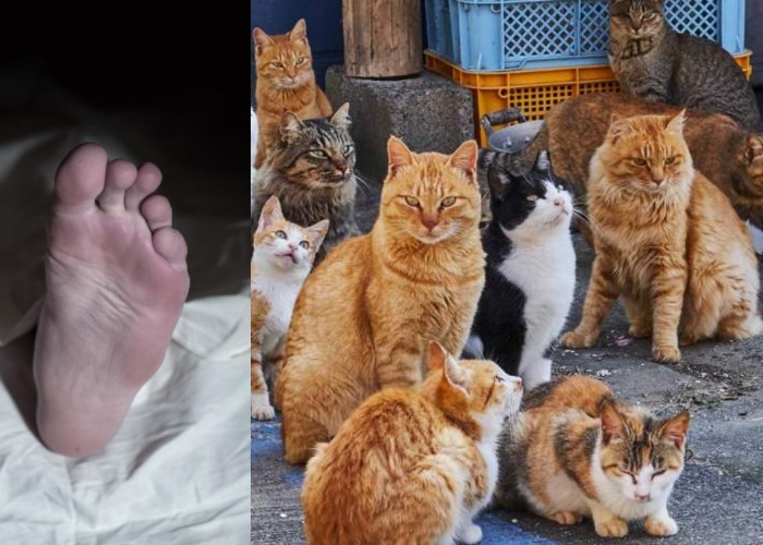 Sus propias mascotas devoraron a colombiana en España