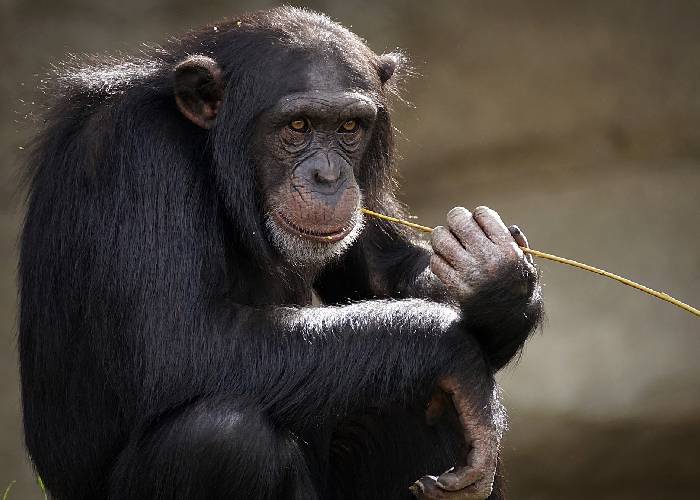 Gobernante chimpancé