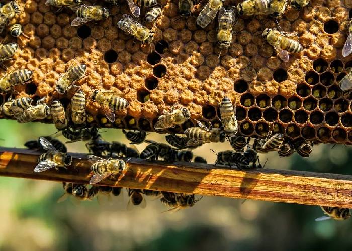 Lo que anda entre la miel no es necesariamente una abeja