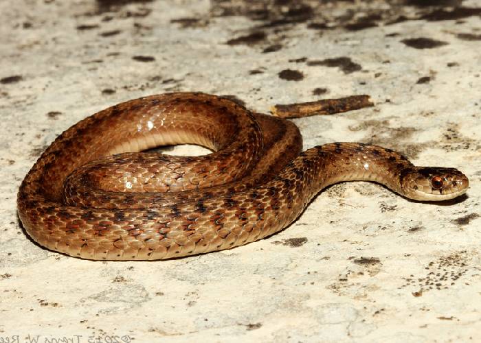 Contra la dictadura, la estrategia de la serpiente parda