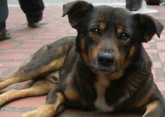 Ni los animales se han salvado de las jornadas de protesta en Colombia