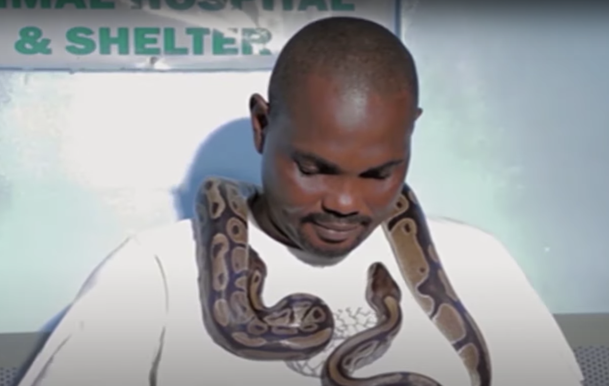 Video: El hombre que dedicó su vida a cuidar serpientes