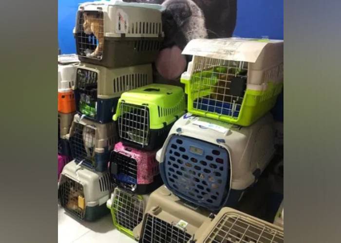 ¿Quién cuida a los animales?