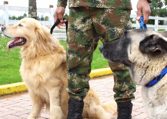 Bruno y Gandhi, los dos perros homenajeados por su servicio a la patria