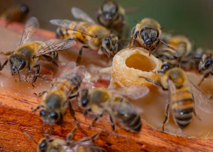 Pecados capitales a la hora de consumir miel de abejas