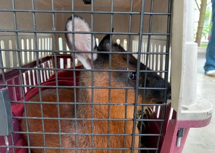 Peñalosa tenía razón: aparecieron los venados en Bogotá