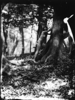  - Desapareció la ceiba que albergaba brujas y vampiros en Zapatosa, Cesar