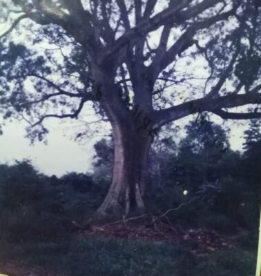  - Desapareció la ceiba que albergaba brujas y vampiros en Zapatosa, Cesar