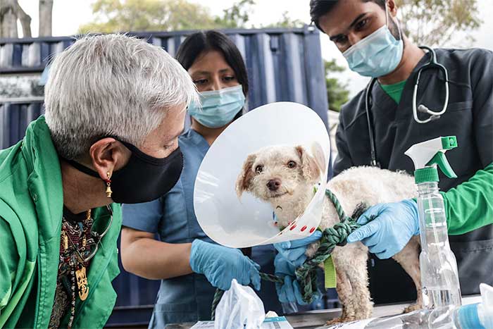  -  La Perrera de Bogotá, donde electrocutaban mil perros al mes