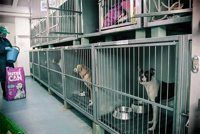  -  La Perrera de Bogotá, donde electrocutaban mil perros al mes