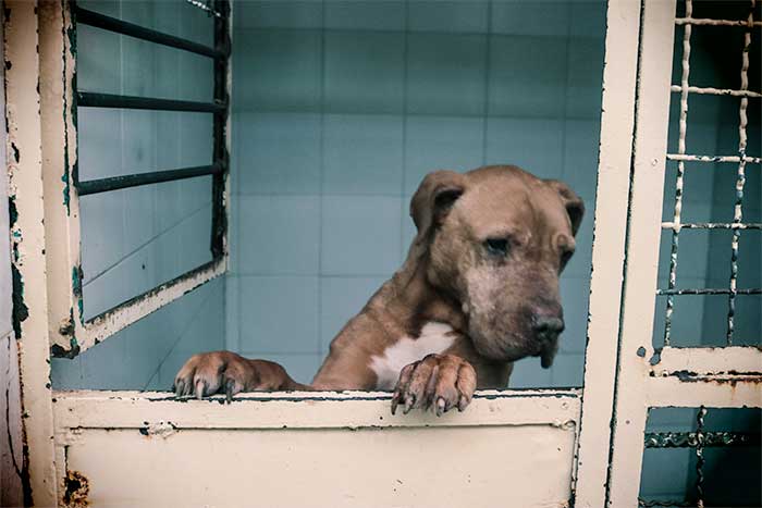 Adopción de perros en Bogotá