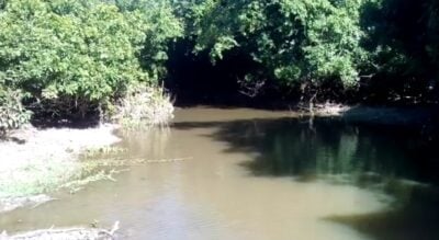  - Desapareció la ceiba que albergaba brujas y vampiros en Zapatosa, Cesar