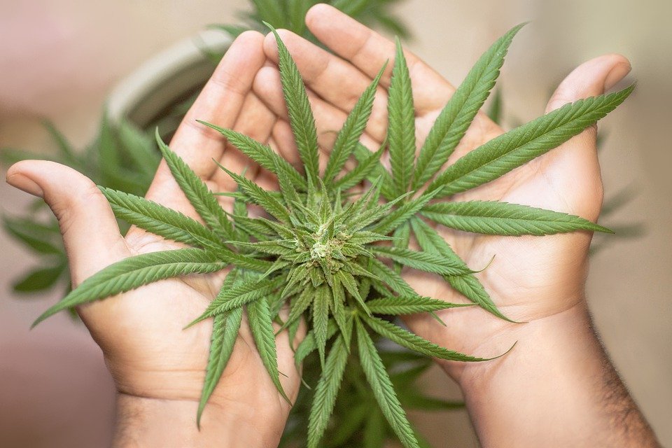 ¿Podríamos ganar plata con el uso del cannabis?