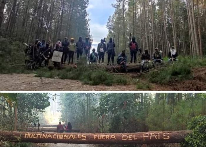 La pelea de los indígenas del Cauca contra la multinacional Cartón Colombia